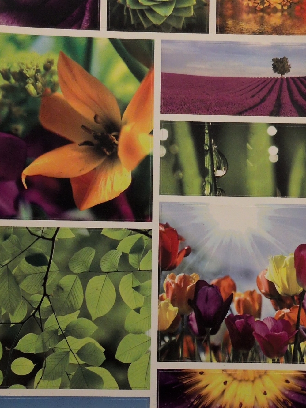 Multicolor Floral Wall Art Collage Print - Vibrant Tulip & Leaf Panels